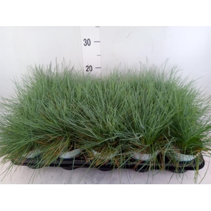 Festuca glauca 'Compacta Blue'