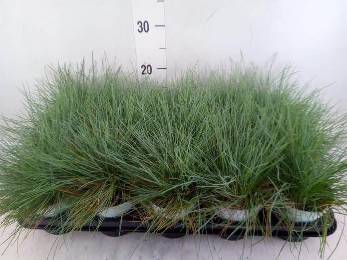 <h4>Festuca glauca 'Compacta Blue'</h4>