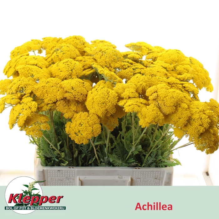 <h4>ACHIL F PARK VARIETY</h4>
