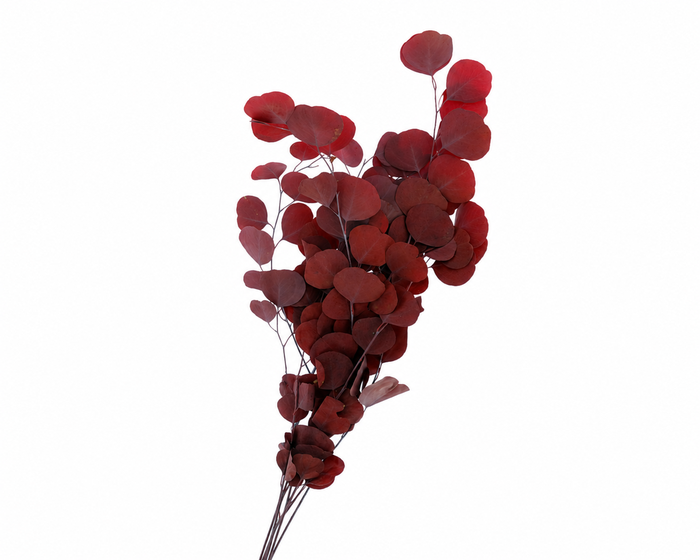 <h4>Dried Bleached Eucalyptus Populus Red</h4>
