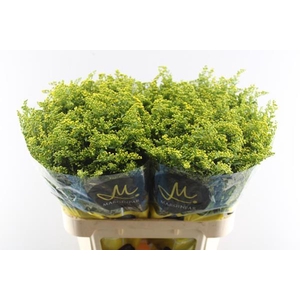 Solidago Carzan Glory L80/70g
