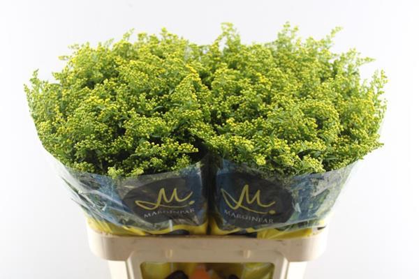 <h4>Solidago Carzan Glory L80/70g</h4>