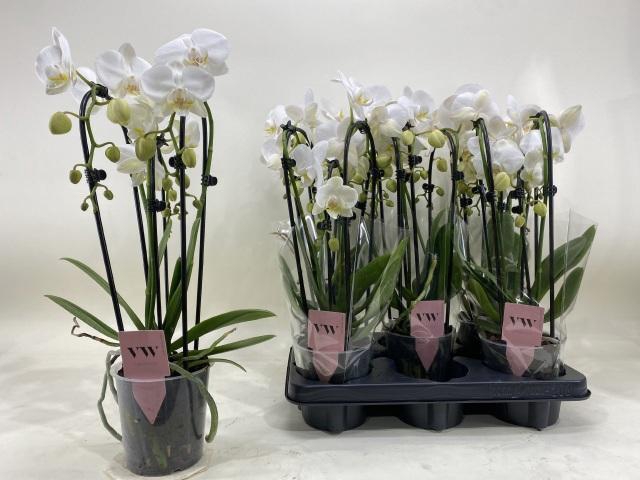 <h4>PHAL OV WIT</h4>