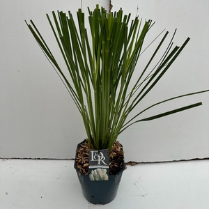 Graminées Cortaderia selloana