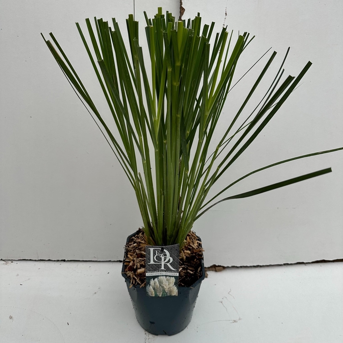 <h4>Graminées Cortaderia selloana</h4>