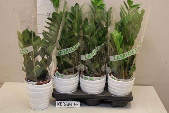 <h4>ZAMIO ZAMIIFOLIA</h4>