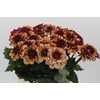 Dahlia Creme de Cognac