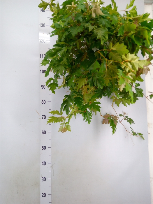 <h4>Cissus rhombifolia 'Ellen Danica'</h4>