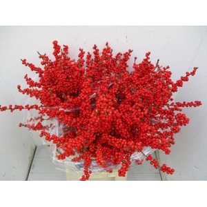 Ilex verticillata L 9