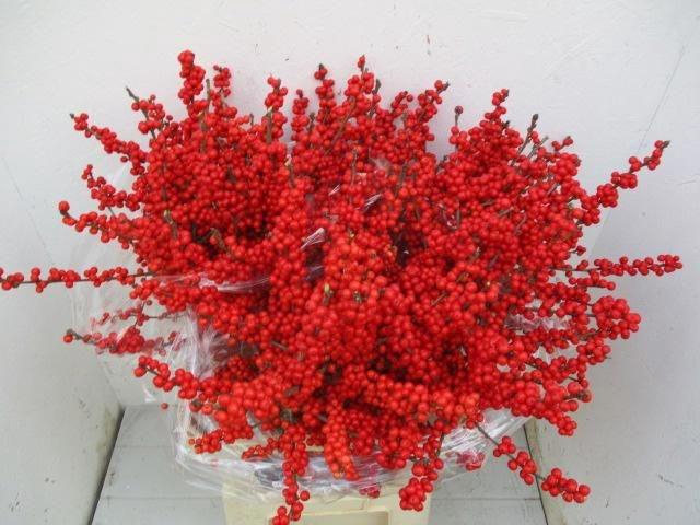 <h4>Ilex verticillata L 9</h4>