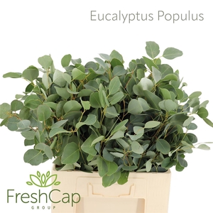 Eucalyptus Populus