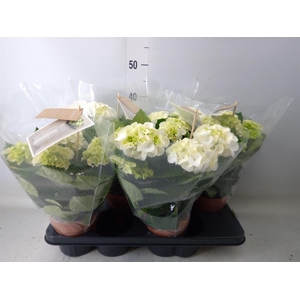 Hydrangea mac. 'Schneeball'