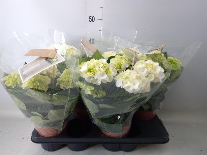 <h4>Hydrangea mac. 'Schneeball'</h4>