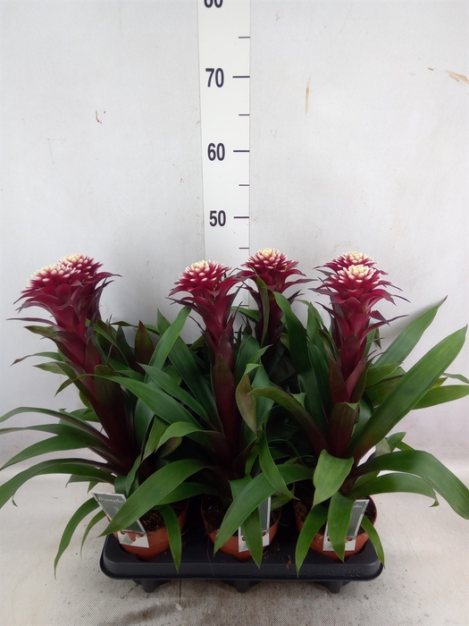 Guzmania  'Francesca'