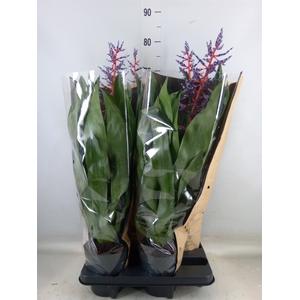 Aechmea  'Blue Rain'