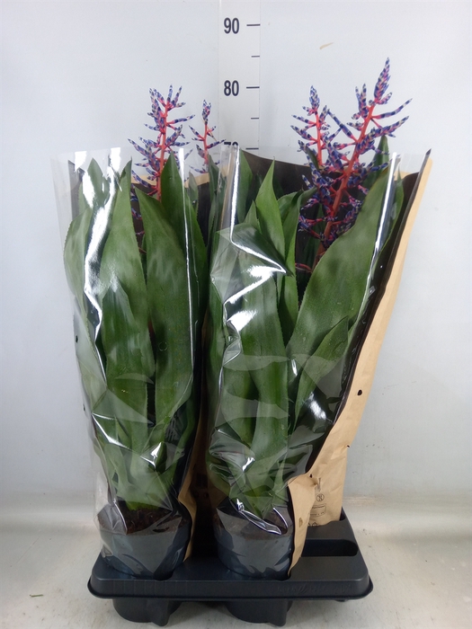 <h4>Aechmea  'Blue Rain'</h4>