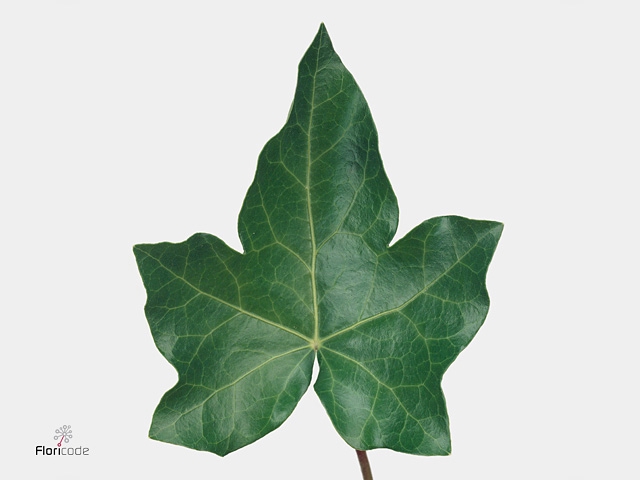 Hedera H Blad