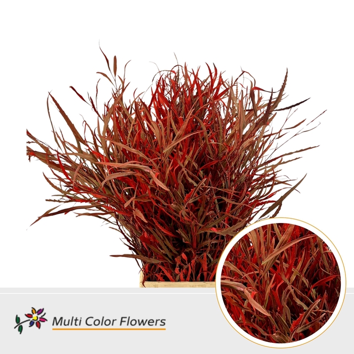 <h4>Grevillea Rood</h4>