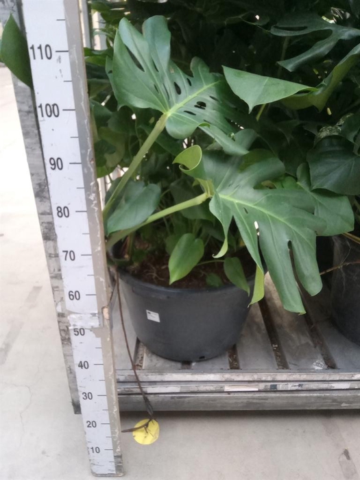 <h4>Monstera delic.</h4>