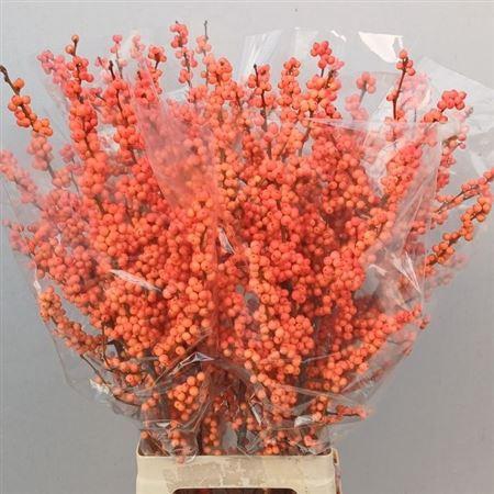 <h4>Ilex Ve Winter Gold</h4>