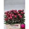 Paeonia L Kansas