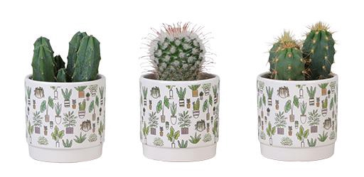 CACTUS MIX P6 L 66289