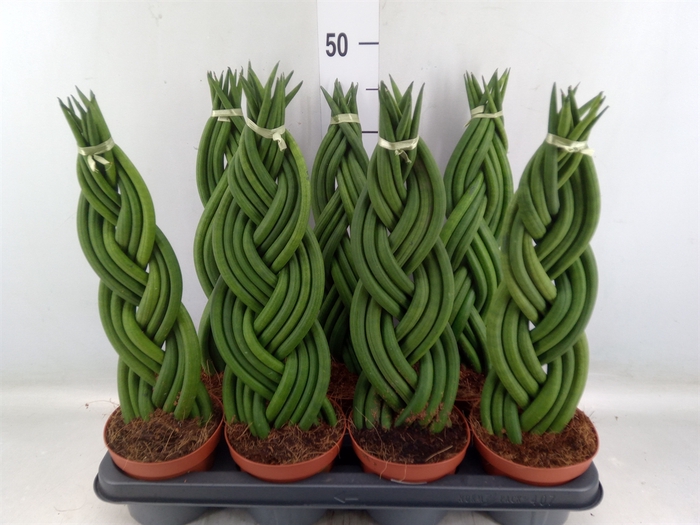 <h4>Sansevieria cyl.  ...</h4>