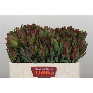 Leucad Ov 50 Cm
