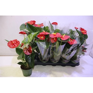 arr8 Anthu An Royal Champ