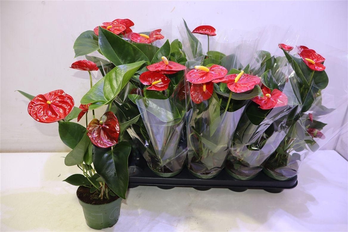 <h4>arr8 Anthu An Royal Champ</h4>