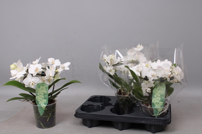 <h4>PHAL MF OV WIT</h4>