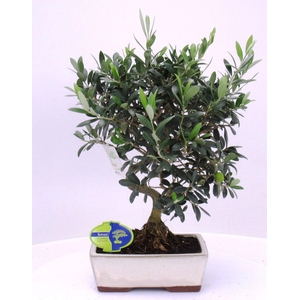 Olea europaea, pot 18 cm.