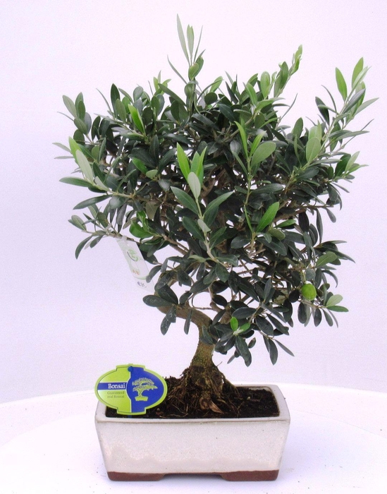 <h4>Olea europaea, pot 18 cm.</h4>
