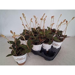 Lud Discolor 4 Branches