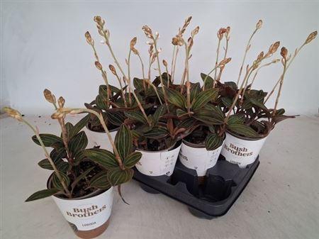 <h4>Lud Discolor 4 Branches</h4>