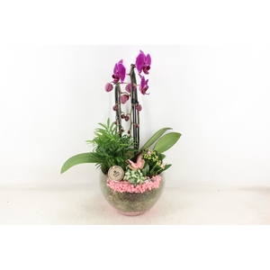 arr2 PL - Glas Henrik phal. lila roze steen