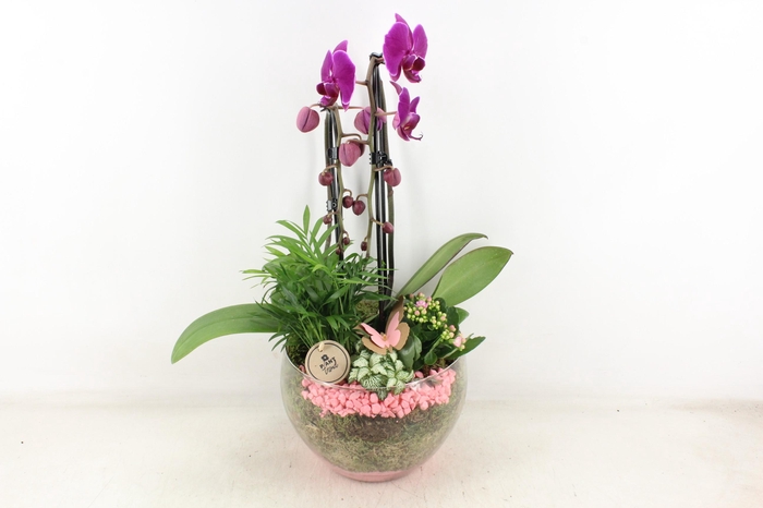 <h4>arr2 PL - Glas Henrik phal. lila roze steen</h4>