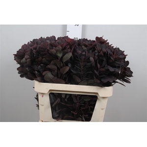 Coti C Royal Purple