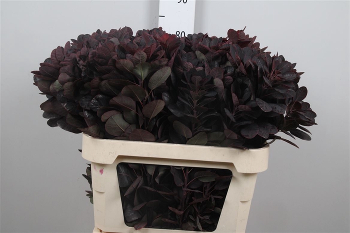 <h4>Coti C Royal Purple</h4>