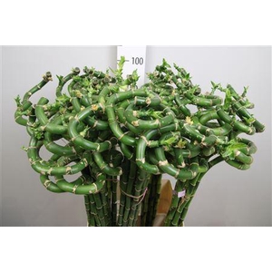 Dracaena sand. 'Lucky Bamboo'