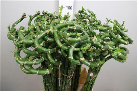 <h4>Dracaena sand. 'Lucky Bamboo'</h4>