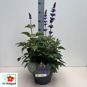 SALVIA MYS SPIRES BL