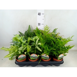 Ferns   ...mix