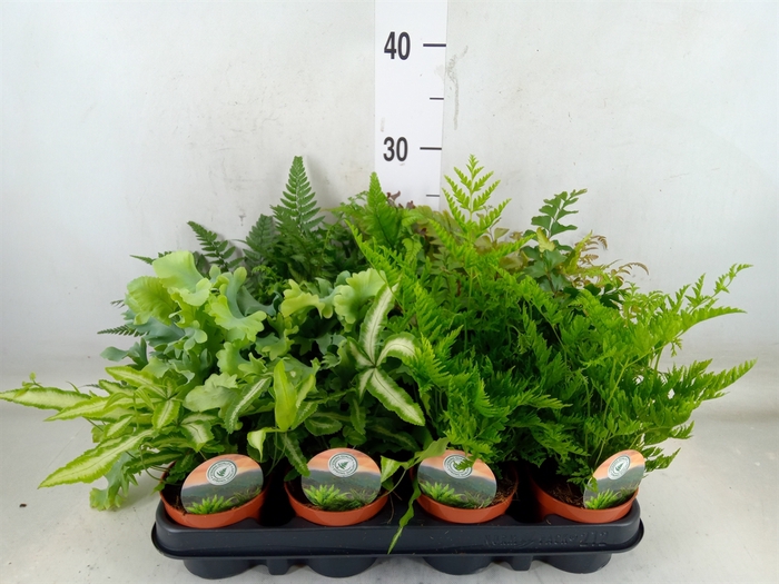 <h4>Ferns   ...mix</h4>
