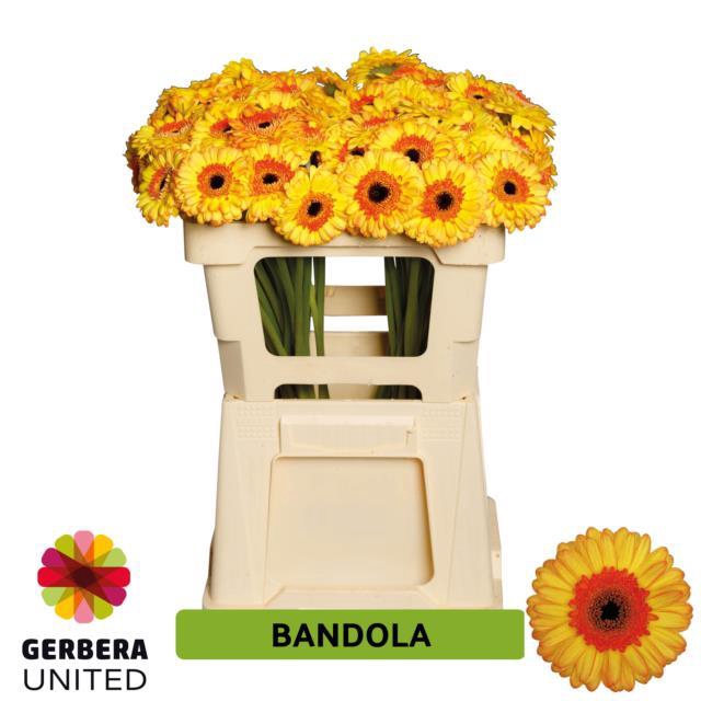 Ge Mi Bandola
