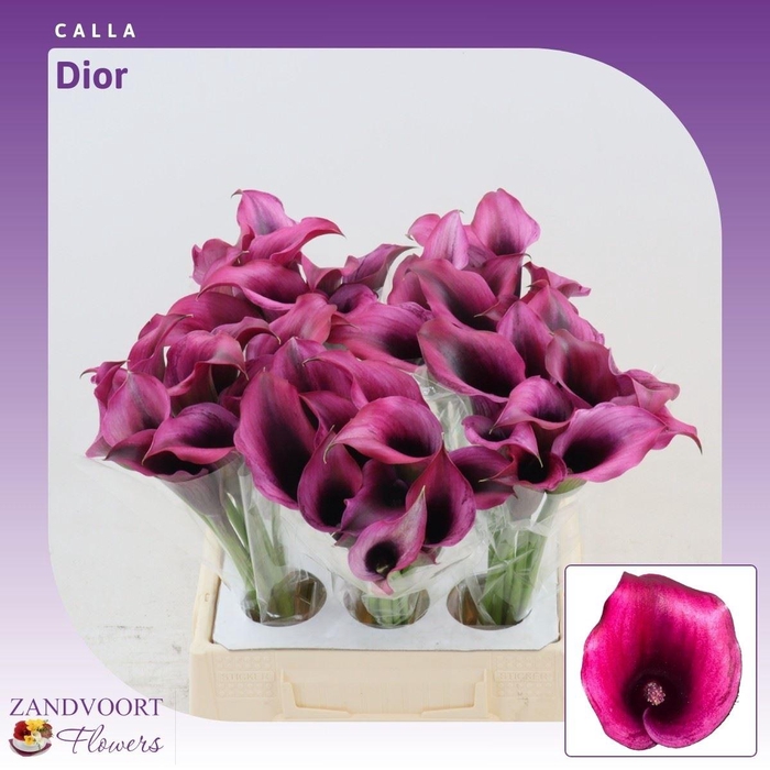 <h4>Calla Dior</h4>