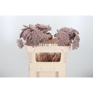 Ammi Zaad Kl Bh Champagne