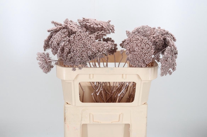 <h4>Ammi Zaad Kl Bh Champagne</h4>