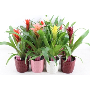 arr3 ZS - Ker. bubble mix guzmania