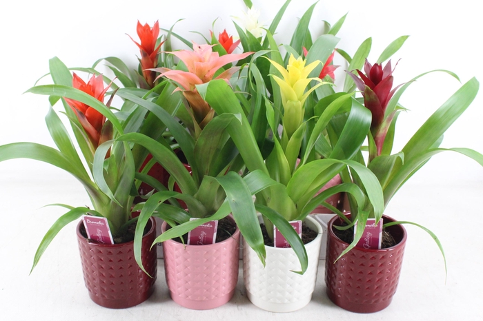 <h4>arr3 ZS - Ker. bubble mix guzmania</h4>